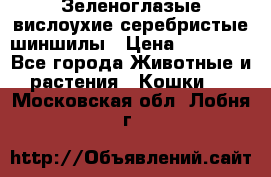 Зеленоглазые вислоухие серебристые шиншилы › Цена ­ 20 000 - Все города Животные и растения » Кошки   . Московская обл.,Лобня г.